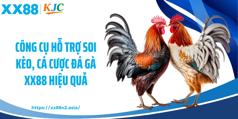 Công cụ hỗ trợ soi kèo, cá cược đá gà XX88 hiệu quả