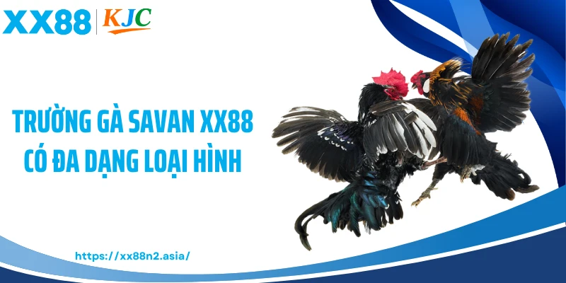 Trường gà Savan XX88 có đa dạng loại hình